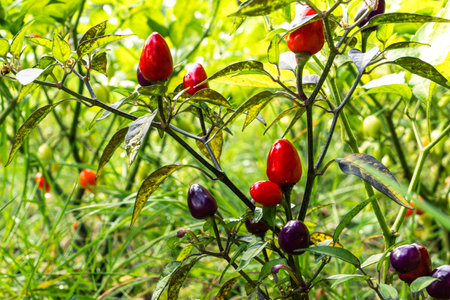 Growing herbs and vegetables in the home garden. Rural gardening. Red and green hot peppers Nepalese bell, Capsicum annuum. Eco life.の写真素材
