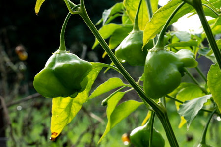Growing herbs and vegetables in the home garden. Rural gardening. Red and green hot peppers Nepalese bell, Capsicum annuum. Eco life.の写真素材