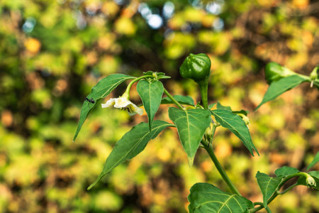 Growing herbs and vegetables in the home garden. Rural gardening. Red and green hot peppers Nepalese bell, Capsicum annuum. Eco life.の写真素材
