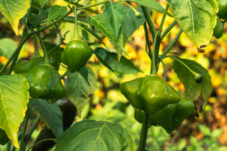 Growing herbs and vegetables in the home garden. Rural gardening. Red and green hot peppers Nepalese bell, Capsicum annuum. Eco life.の写真素材