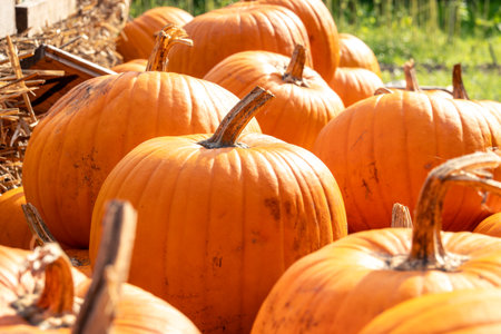 Juicy, ripe pumpkins picked from the garden and ready for Halloween. Fresh autumn harvest of...