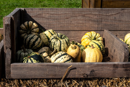 Juicy, ripe pumpkins picked from the garden and ready for Halloween. Fresh autumn harvest of pumpkins.の写真素材
