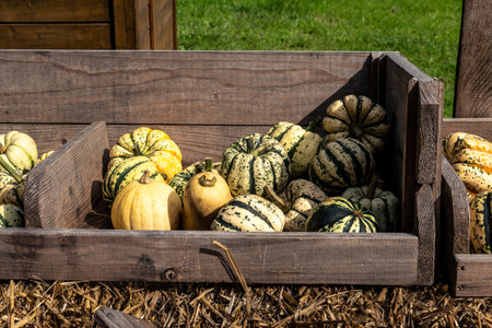 Juicy, ripe pumpkins picked from the garden and ready for Halloween. Fresh autumn harvest of pumpkins.の写真素材