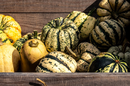 Juicy, ripe pumpkins picked from the garden and ready for Halloween. Fresh autumn harvest of...