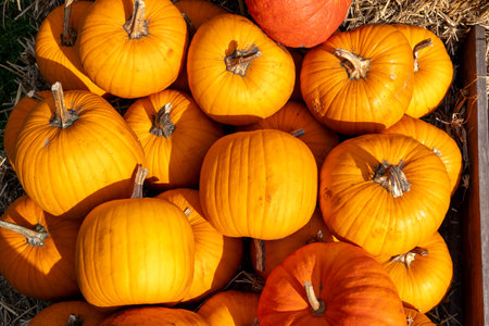 Juicy, ripe pumpkins picked from the garden and ready for Halloween. Fresh autumn harvest of pumpkins.の写真素材