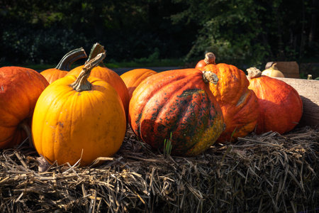 Juicy, ripe pumpkins picked from the garden and ready for Halloween. Fresh autumn harvest of...