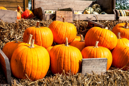 Juicy, ripe pumpkins picked from the garden and ready for Halloween. Fresh autumn harvest of pumpkins.の写真素材