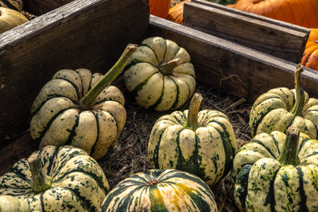 Juicy, ripe pumpkins picked from the garden and ready for Halloween. Fresh autumn harvest of...