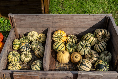 Juicy, ripe pumpkins picked from the garden and ready for Halloween. Fresh autumn harvest of pumpkins.の写真素材