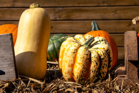 Juicy, ripe pumpkins picked from the garden and ready for Halloween. Fresh autumn harvest of pumpkins.の写真素材
