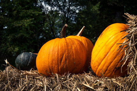 Juicy, ripe pumpkins picked from the garden and ready for Halloween. Fresh autumn harvest of pumpkins.の写真素材