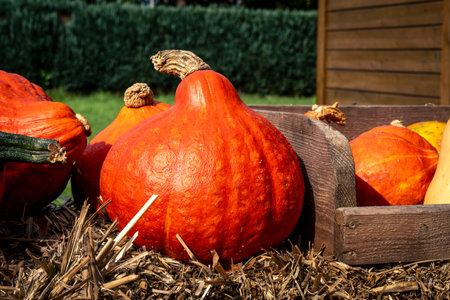 Juicy, ripe pumpkins picked from the garden and ready for Halloween. Fresh autumn harvest of pumpkins.の写真素材
