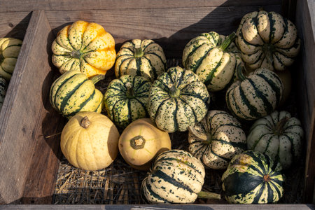 Juicy, ripe pumpkins picked from the garden and ready for Halloween. Fresh autumn harvest of pumpkins.の写真素材