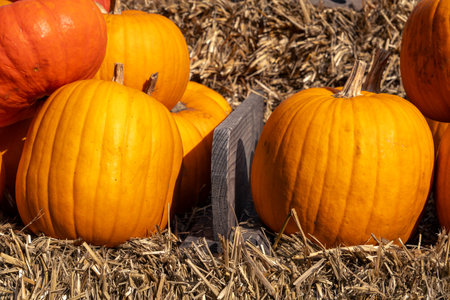 Juicy, ripe pumpkins picked from the garden and ready for Halloween. Fresh autumn harvest of pumpkins.の写真素材