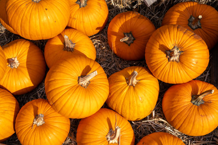Juicy, ripe pumpkins picked from the garden and ready for Halloween. Fresh autumn harvest of pumpkins.の写真素材
