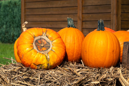 Juicy, ripe pumpkins picked from the garden and ready for Halloween. Fresh autumn harvest of pumpkins.の写真素材