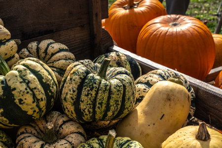 Juicy, ripe pumpkins picked from the garden and ready for Halloween. Fresh autumn harvest of pumpkins.の写真素材