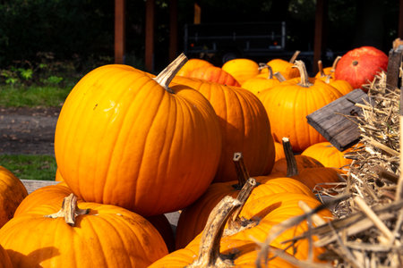Juicy, ripe pumpkins picked from the garden and ready for Halloween. Fresh autumn harvest of pumpkins.の写真素材