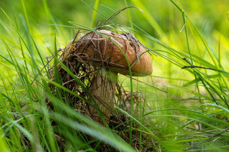 Boletus mushroom in its natural environment. Forest edible mushroom on a natural background. Mushroom season in the forest.の写真素材