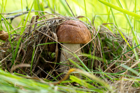 Boletus mushroom in its natural environment. Forest edible mushroom on a natural background. Mushroom season in the forest.の写真素材