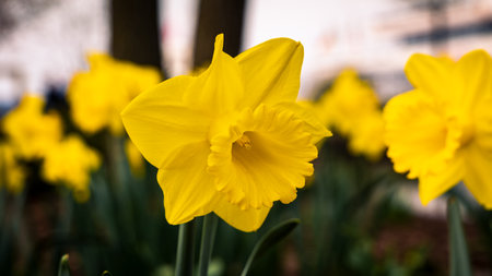 Yellow daffodils in a flowerbed in spring close-up.の写真素材