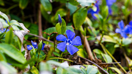 Spring flower Periwinkle Minor. Lesser periwinkle, dwarf periwinkle in a flowerbed in the park.の写真素材