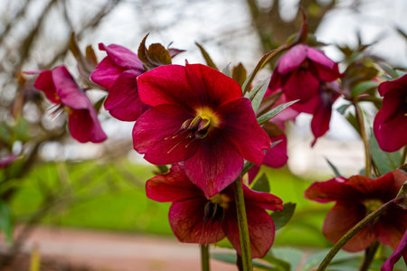 Red Lady spring Flower. Purple oriental hellebore flower, macro.の写真素材