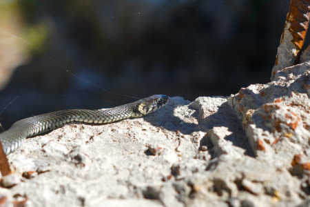 A snake basks in the spring sun in a city construction site. The cold-blooded snake warms its body on the asphalt in anticipation of prey.の写真素材