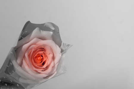 Flowerの写真素材