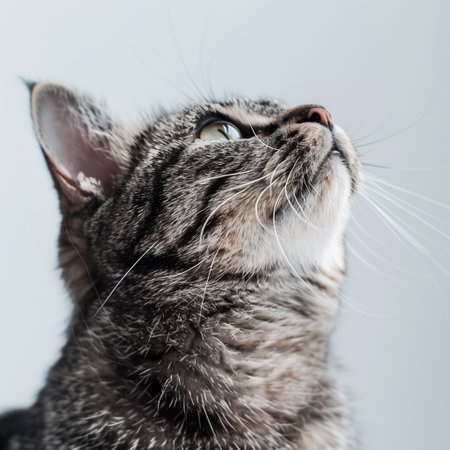 Closeup photo of a cat looking up, against on a white background. Generated by artificial intelligence.の素材
