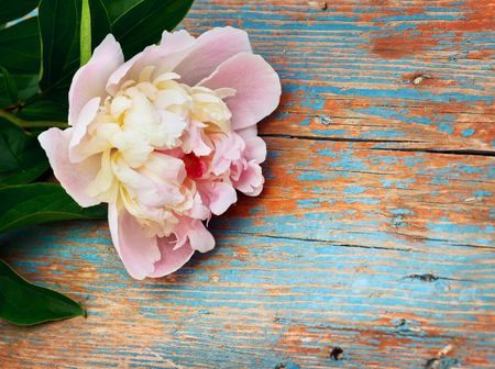 pink peony on old wooden backgroundの写真素材
