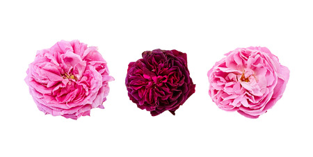 pink roses bouquet on a white backgroundの写真素材