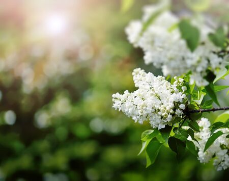 lilac flower as a natural and holidays backgroundの写真素材