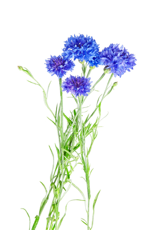 Beautiful bouquet of cornflowers  isolated on white backgroundの写真素材