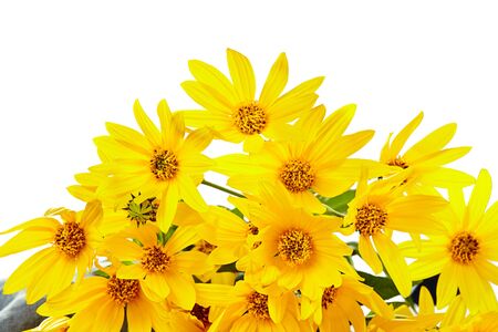 bouquet of fresh yellow flowers on white  background
