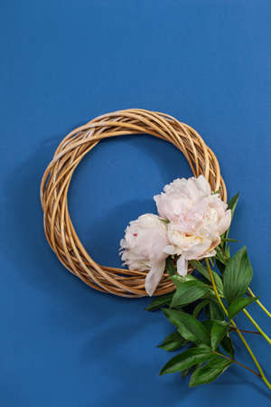 Border frame made of white peonies flower  on blue paper  background. Beautiful white peony flowers...