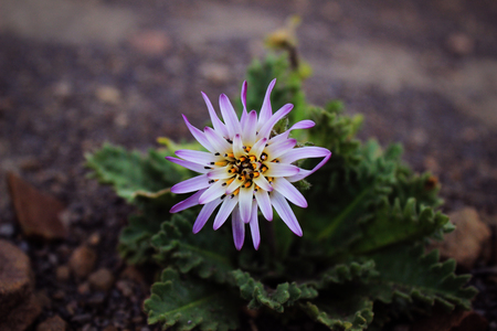 Beautiful flower growing between rocks on the side of a mountainの写真素材
