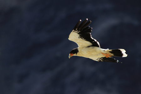 Astonishing eagle flying over the Patagonian Andes mountainsの写真素材