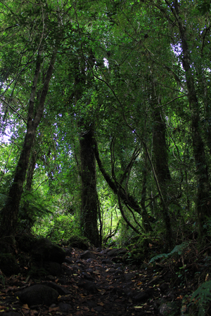Path in patagonian rainforestの写真素材