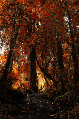 Autumn forestの写真素材