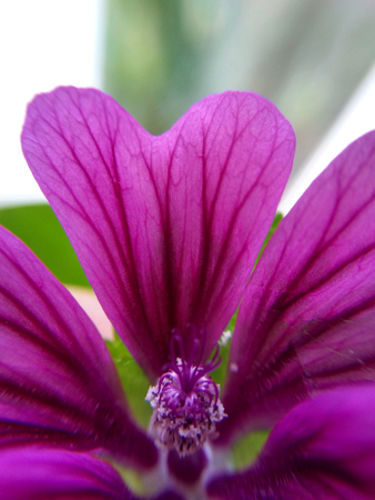 Purple-pink mallow flower macroの写真素材