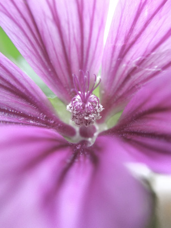 Purple-pink mallow flower macroの写真素材
