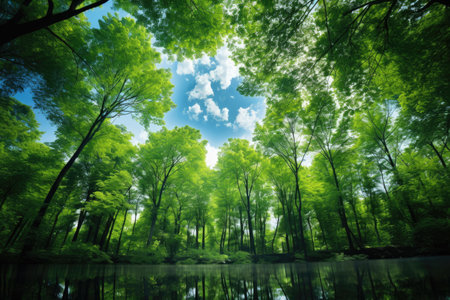 forest trees landscape view from below into the lake, natural green backgroundの素材