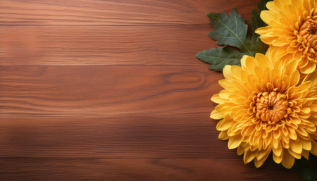 Yellow chrysanthemums on wooden background. Top view with copy spaceの素材