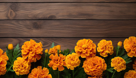Marigold flowers on wooden background. Top view with copy spaceの素材