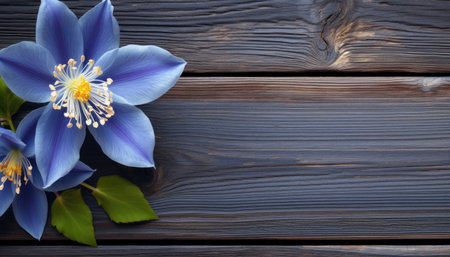 Blue flowers on a dark wooden background. Place for your text.の素材