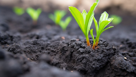 Green seedling illustrating concept of new life and natural development in early springの素材