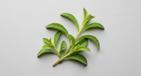 Fresh green stevia leaves arranged on a light surface, highlighting the natural sweetener and healthy sugar alternative. This botanical ingredient is known for its organic and diet friendly properties.の素材