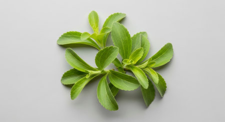 Fresh green stevia leaves arranged on a plain surface, highlighting their natural vibrant color and texture. This plant is widely known as a natural, calorie free sweetener and sugar substitute.の素材