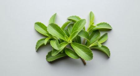 Fresh green stevia leaves arranged on a clean surface, highlighting their natural vibrant color and texture. This plant is widely known as a natural sweetener and sugar substitute.の素材